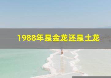 1988年是金龙还是土龙