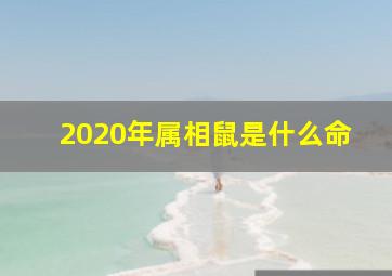 2020年属相鼠是什么命