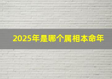 2025年是哪个属相本命年