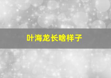 叶海龙长啥样子