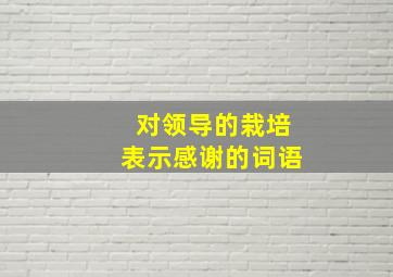 对领导的栽培表示感谢的词语