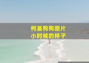 柯基狗狗图片小时候的样子