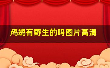 鸬鹚有野生的吗图片高清